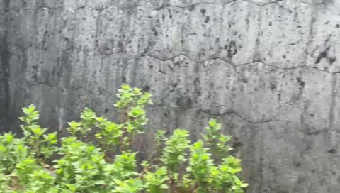 夜よいち実写ver〜しんじを添えて〜