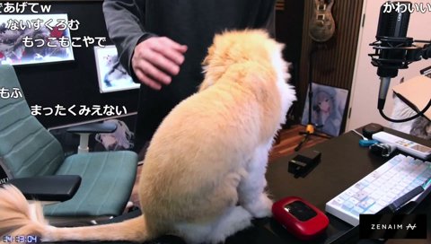 今日のくろむちゃんねる