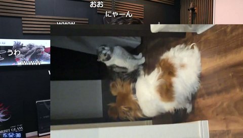 こたのせいで部屋に入れないかりぶ
