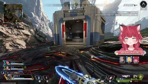 野生のサモエド