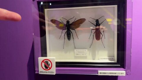 Thumb 0000000000 480x272 2453