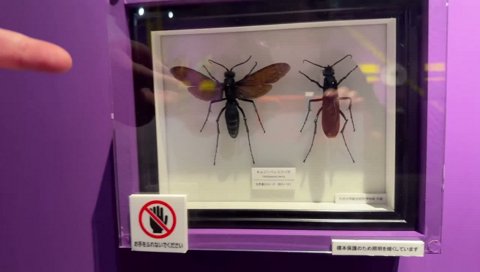 ガチビビりよしなま