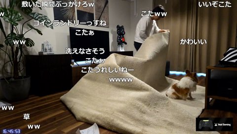 ラグに大興奮するこた