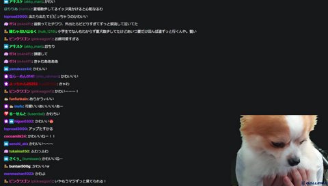 かわいいこたのアップ