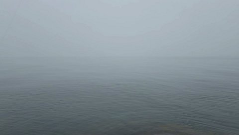 一瞬見えたサメ