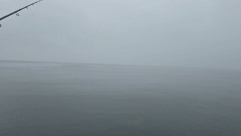 一瞬見えたサメ②