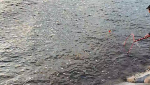 ヒラマサを釣るまざー