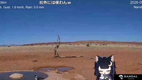 なんかカワイイ鳥