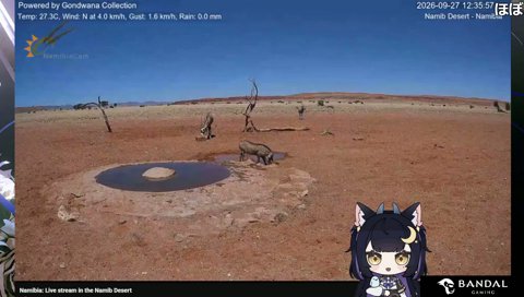 一風呂浴びるイボイノシシ