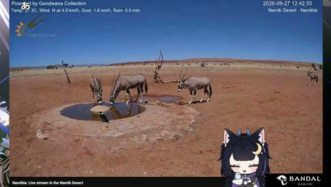 水たまりのフチに足を取られるオリックス
